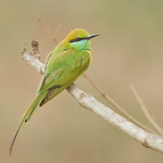 Green Bee-eater - Merops orientalis
