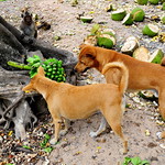 Monkey, Mama, Rocky, Jackfruit ,,