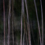 Fractured Forest (ICM)