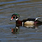 Colorful enough for you?