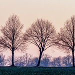 One Year, two Days, five Trees...