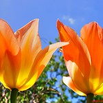 Two Orange Tulips