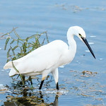 Intermediate Egret
