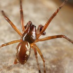 Spider (Linyphiidae)