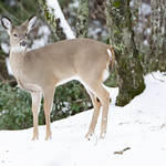 White tail deer