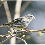 &copy; &bull; Female Eurasian Siskin &bull;