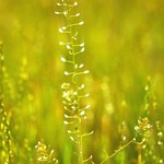 dance to wind's song....