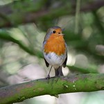 Oh what a beautiful morning!