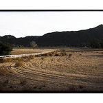 Once Upon a Winter Field