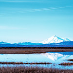 Shasta Reflection