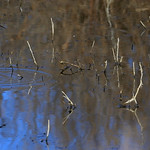 Black-necked Stilt 北美高腳鷸 A75Y4481__AA