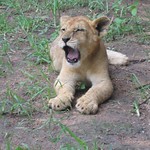 Lion Cub Yawning