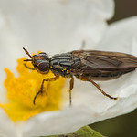 Dorycera cf graminum (Ulidiidae)