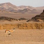 The lonely Springbok