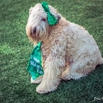 My Sweetie Wheatie is Not Happy with her Costume ;-)