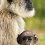 Monkey - Baby's day out