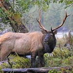 Roosevelt Elk