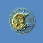 EL VELO DE ARCELLA INTERMEDIA