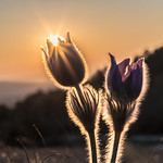 Pulsatilla grandis #3