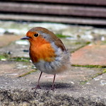 Fluffy Robin
