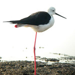 Black-winged Stilt, Titchwell (Norfolk), 11-Aug-04