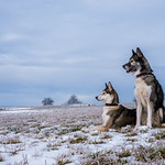 where has all the snow gone?