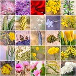 First 25 of 100 Flowers & Plants