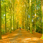 Walking in Ryckevelde Wood