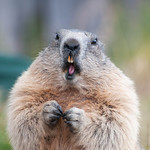 my name is not punxsutawney phil !