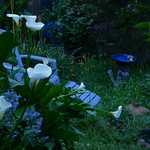 April Shower at Dawn