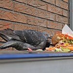 Lunch Time f&uuml;r zwei Tauben 04012016 (1)