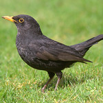 Blackbird ( Mr )