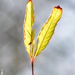 9213- Le V de la victoire... :) Transparence...