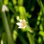 Summer Snowflakes Leucojum Aestivum