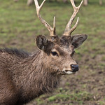110 South West Deer Rescue Centre