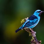 Dacnis Cayana (Male)