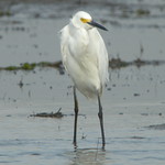 Snowy Egret 3