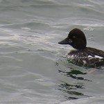Common Goldeneye (Bucephala clangula)