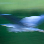 Great Blue Heron Abstract