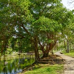 Trees by a small canal in Suan Luang Rama IX park in Bangkok, Thailand