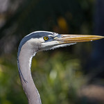 Great Blue Heron (Mission Bay, San Diego, CA, U.S.)