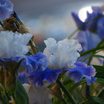 The blues of Iris!