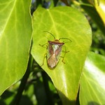 Sunbathing bug