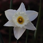 Daffodil, 'Mount Hood'