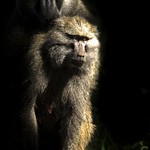 Baboons