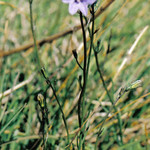 Harebell