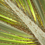 Fan Palm