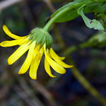 Ringblomst from last year.