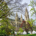 leaves hanging around in the park