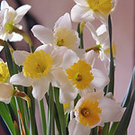 Daffodils
